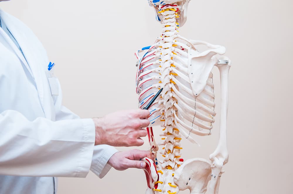 Medical professional points to thorax on human skeleton model. Close-up with selective focus for anatomy education or healthcare concept.