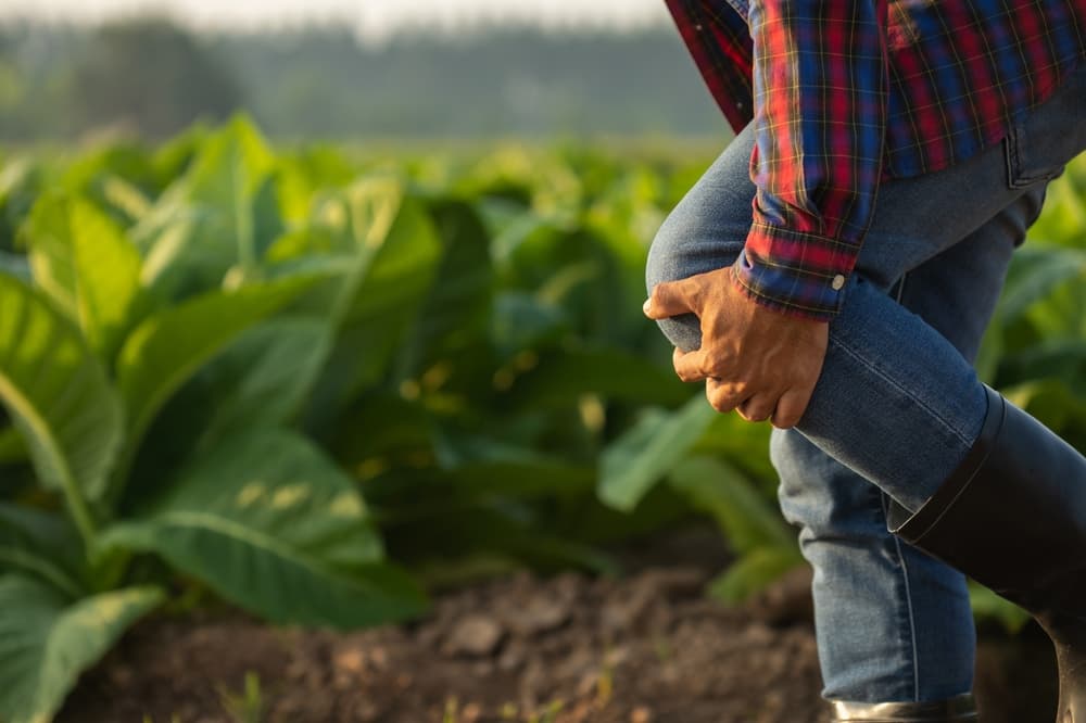 Farmer in plaid shirt and jeans inspecting tobacco crop in field at sunrise.